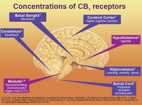 https://idrasil.com/wp-content/uploads/2018/04/CB1-receptor-distribution-5-500x370.jpeg