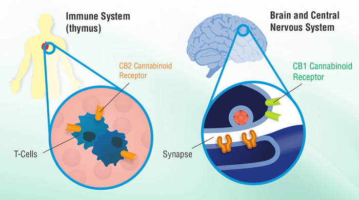 https://idrasil.com/wp-content/uploads/2018/04/immune-system-brain.fw_-700x391.png