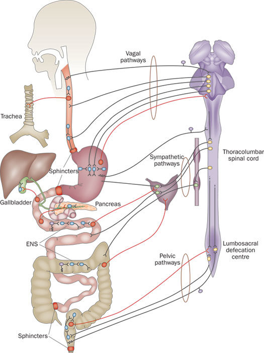 https://idrasil.com/wp-content/uploads/2018/04/nrgastro.2012.32-f1-525x701.jpg