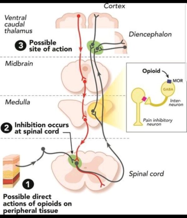 https://idrasil.com/wp-content/uploads/2018/05/OpioidReceptorGraphic-e1525207498574-600x700.jpg